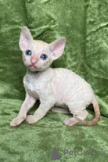 Photo №3. Kocięta rasy cornish rex na sprzedaż. Poland