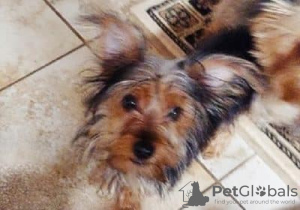 Photo №1. yorkshire terrier - for sale in the city of Äkäslompolo | Is free | Announcement № 128261