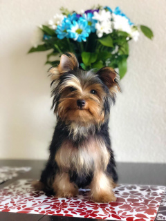 Photo №1. yorkshire terrier - for sale in the city of St. Petersburg | 260$ | Announcement № 2638