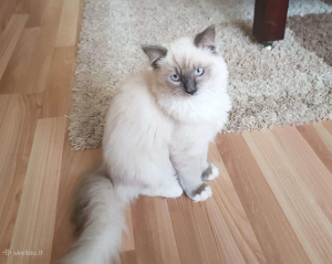 Photo №2 to announcement № 2571 for the sale of ragdoll - buy in Lithuania from nursery