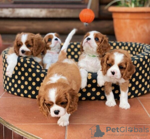 Photo №1. cavalier king charles spaniel - for sale in the city of Flensburg | Is free | Announcement № 82905