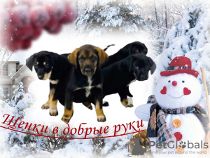 Photo №1. german shorthaired pointer - for sale in the city of Москва | Is free | Announcement № 8298