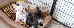 Photo №2 to announcement № 122965 for the sale of french bulldog - buy in Germany private announcement