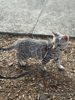 Photo №2 to announcement № 153404 for the sale of bengal cat - buy in Austria private announcement