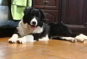 Additional photos: Border Collie puppy from 2018 World Champion and 2019 European