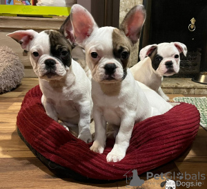 Photo №1. french bulldog - for sale in the city of Nuremberg | 380$ | Announcement № 127355