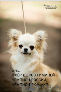 Photo №2 to announcement № 8908 for the sale of chihuahua - buy in Russian Federation from nursery