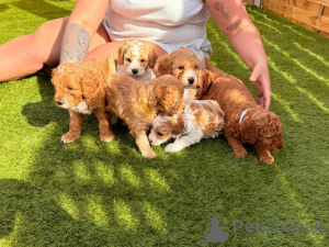 Photo №1.  - for sale in the city of Copenhague | negotiated | Announcement № 169927