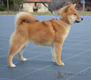 Photo №4. I will sell shiba inu in the city of Нови Сад. breeder - price - negotiated