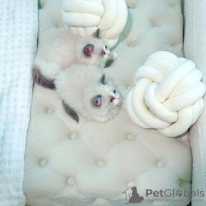 Photo №1. persian cat - for sale in the city of Saratov | 329$ | Announcement № 130604