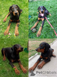 Additional photos: Doberman puppies