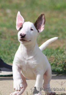 Photo №1. bull terrier - for sale in the city of Belgrade | negotiated | Announcement № 122367