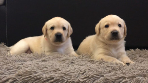 Photo №2 to announcement № 3923 for the sale of labrador retriever - buy in Russian Federation breeder