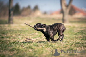 Photo №3. French bulldog for sale, female. Serbia