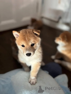 Photo №2 to announcement № 175718 for the sale of shiba inu - buy in Germany private announcement
