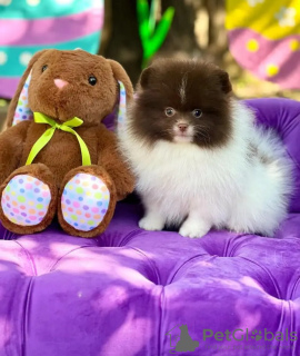 Photo №2 to announcement № 132039 for the sale of pomeranian - buy in Estonia breeder