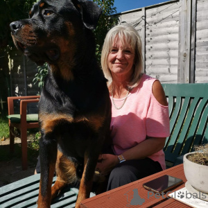 Photo №1.  - for sale in the city of Deià | negotiated | Announcement № 163410