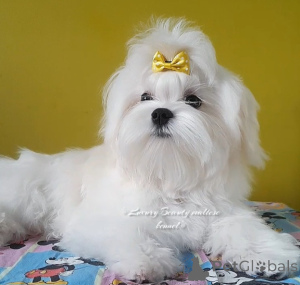 Photo №2 to announcement № 146108 for the sale of maltese dog - buy in Ukraine from nursery