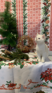 Photo №4. I will sell british shorthair in the city of Nizhny Novgorod. private announcement, breeder - price - negotiated
