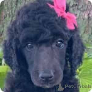 Photo №2 to announcement № 147537 for the sale of poodle (royal) - buy in United States private announcement