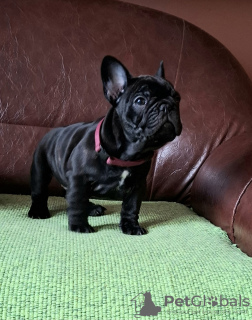 Photo №2 to announcement № 127651 for the sale of french bulldog - buy in Serbia 