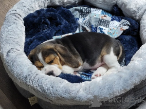 Additional photos: Gorgeous Beagle puppies. (Male and Female)