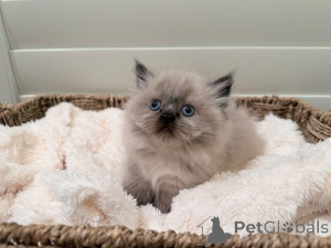 Photo №1. munchkin - for sale in the city of Kaiserslautern | 423$ | Announcement № 172413