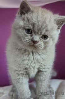 Photo №2 to announcement № 108611 for the sale of british shorthair - buy in Germany private announcement, from nursery, from the shelter, breeder