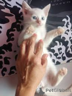 Photo №2 to announcement № 165837 for the sale of turkish angora - buy in Belgium private announcement, breeder