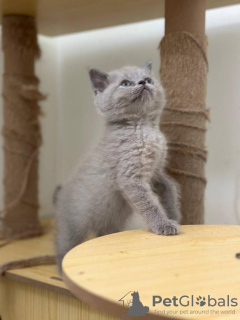 Photo №1. british shorthair - for sale in the city of Химки | 423$ | Announcement № 119924