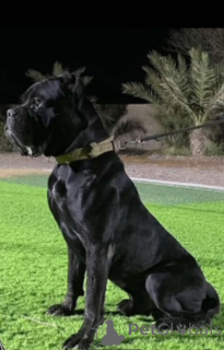Photo №2. Mating service cane corso. Price - negotiated