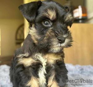 Photo №1. giant schnauzer, standard schnauzer, schnauzer - for sale in the city of Cologne | negotiated | Announcement № 127621