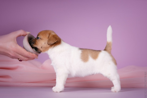 Photo №3. I sell puppies Jack Russell Terrier. Russian Federation