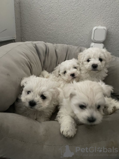 Photo №2 to announcement № 66241 for the sale of maltese dog - buy in Germany private announcement, breeder