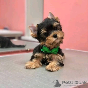 Photo №1. yorkshire terrier - for sale in the city of Texas City | negotiated | Announcement № 67536
