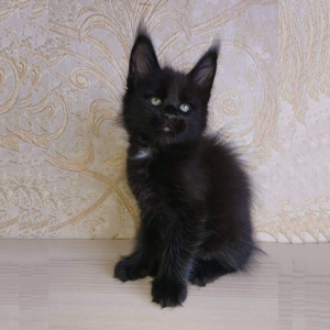 Photo №1. maine coon - for sale in the city of Kursk | 520$ | Announcement № 3655