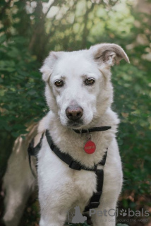 Photo №3. Doggy Luna in good hands. Russian Federation