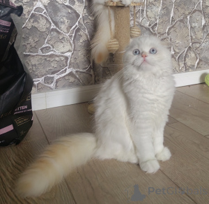 Photo №2 to announcement № 153956 for the sale of scottish straight - buy in Russian Federation from nursery