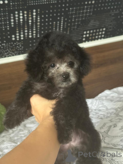 Photo №3. Teddy poodle China mini size. Russian Federation
