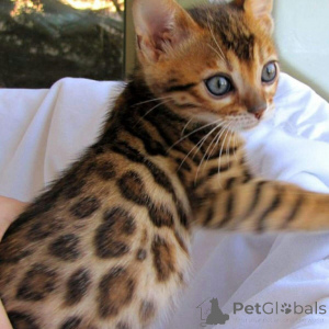 Photo №1. bengal cat - for sale in the city of Bornheim | Is free | Announcement № 147053