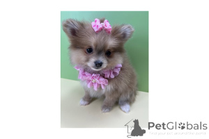 Photo №4. I will sell pomeranian in the city of Greenville.  - price - 350$