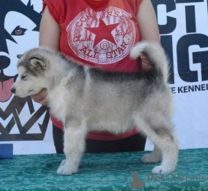 Photo №2 to announcement № 105071 for the sale of alaskan malamute - buy in Serbia 