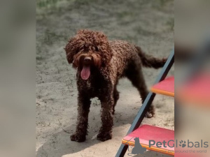 Photo №1. lagotto romagnolo - for sale in the city of Włocławek | 1004$ | Announcement № 125065