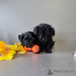 Photo №3. Standard Poodle Puppies for sale contact whatsapp business 447450021323. Finland