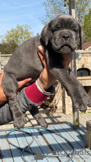 Photo №1. cane corso - for sale in the city of Châtelet | 650$ | Announcement № 55885