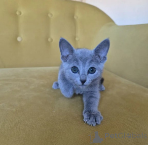 Photo №1. russian blue - for sale in the city of GoldenStedt | 361$ | Announcement № 176688