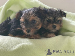 Photo №1. yorkshire terrier - for sale in the city of Гамбург | 370$ | Announcement № 99172
