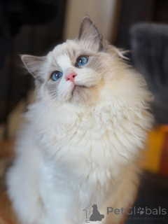 Photo №3. Elegant, gentle, and full of charm Bella is beauty wrapped in fur.. Ireland