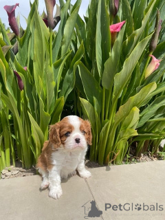 Photo №1. cavalier king charles spaniel - for sale in the city of Arrondissement de Paris | Is free | Announcement № 172458