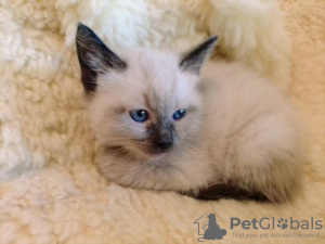 Photo №1. siamese cat - for sale in the city of Berlin | Is free | Announcement № 125394